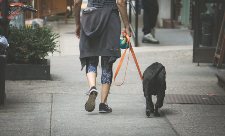las vegas dog walker