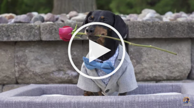 funny Dachshund video