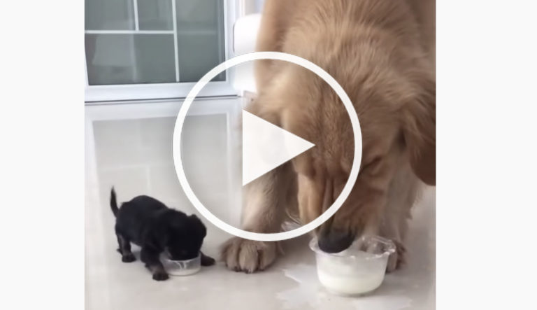 cute Golden Retriever video