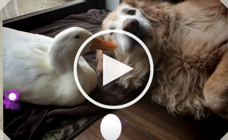 VIDEO: Golden Retriever Over-Trusts Duckling and Gets Treats Stolen VIDEO: Golden Retriever Over-Trusts Duckling and Gets Treats Stolen
