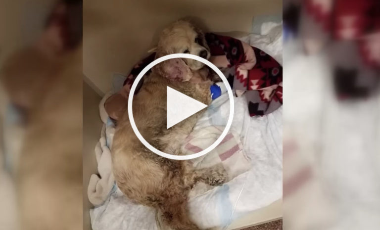 VIDEO: Hero Cat Saves Dog’s Life From Would-Be Deadly Canine Fight VIDEO: Hero Cat Saves Dog’s Life From Would-Be Deadly Canine Fight