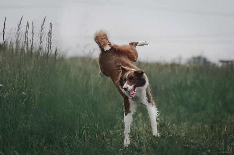 10 Things You Must Know About Happy Tail Syndrome in Dogs | Symptoms + Treatment 10 Things You Must Know About Happy Tail Syndrome in Dogs | Symptoms + Treatment
