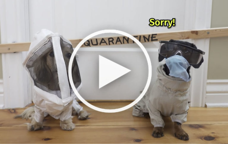 cute Dachshund video