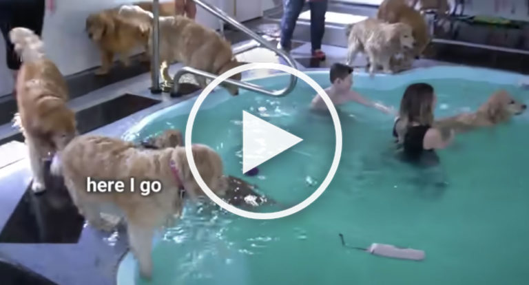 cute golden retrievers videos