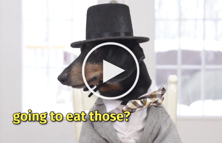 Dachshund dog video