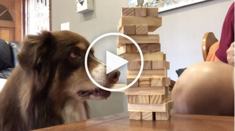 dog playing jenga video