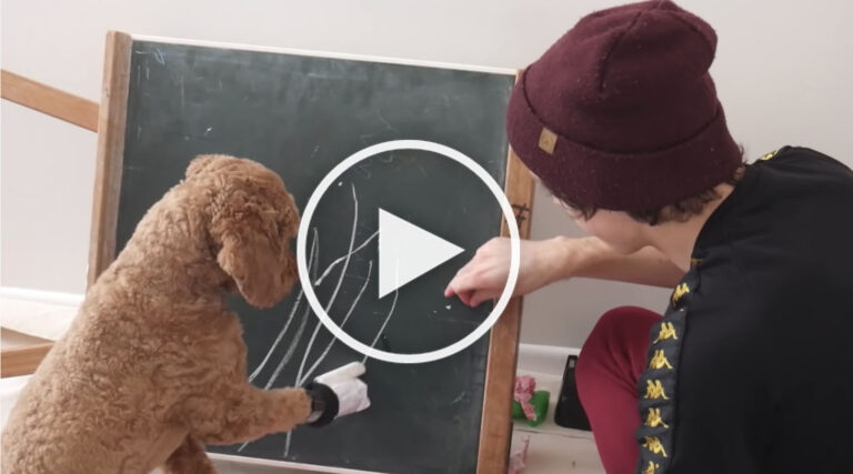 smart dog video