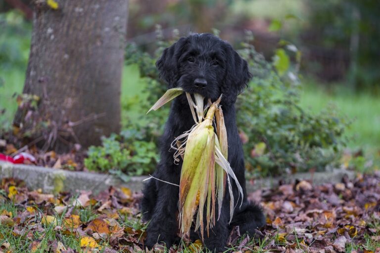 can dogs eat corn tortillas