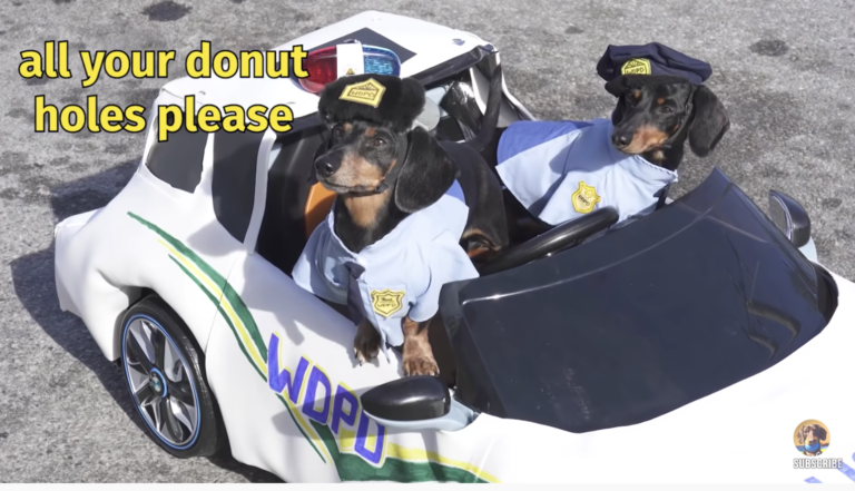 dachshund