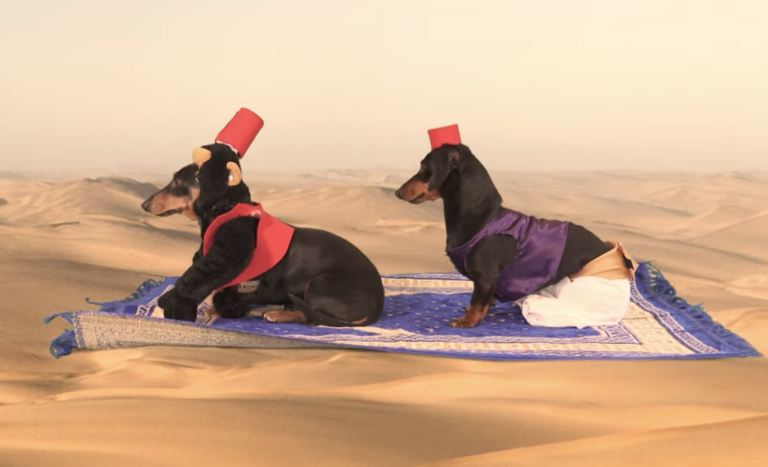 dachshund video
