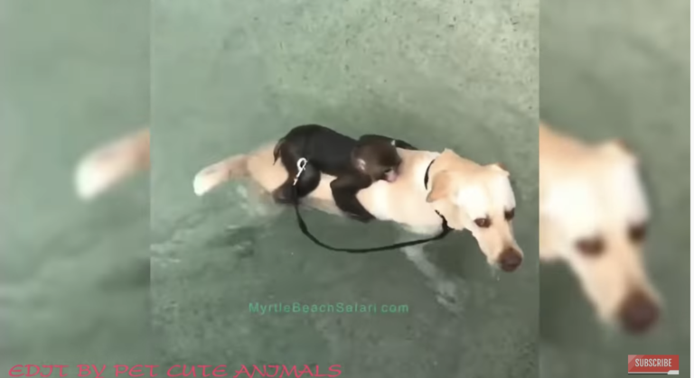 dog and monkey video