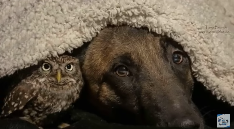 VIDEO: German Shepherd Befriends Tiny Owl and Falls In Love