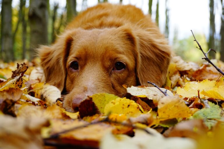 dog collars fall
