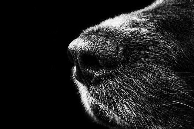 Dog Care: A Guide on Protecting Your Dog’s Nose Dog Care: A Guide on Protecting Your Dog’s Nose