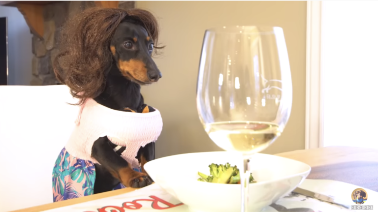 VIDEO: Dachshund Gets Stuck in Owner’s Body, Goes Shopping VIDEO: Dachshund Gets Stuck in Owner’s Body, Goes Shopping
