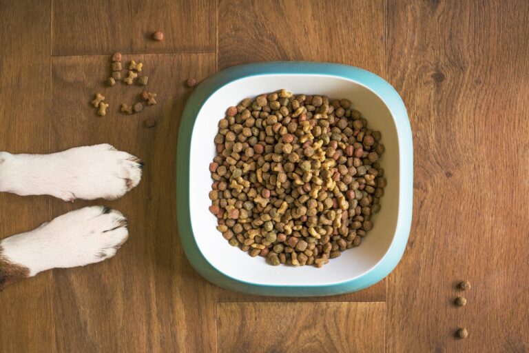 best dry food for dogs