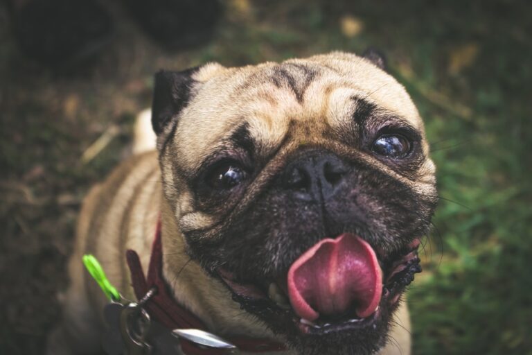 Can Dogs Eat Turkey Necks? Must Read Choking + Raw Food Cautions Can Dogs Eat Turkey Necks? Must Read Choking + Raw Food Cautions