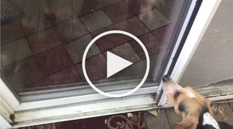 cute dog video