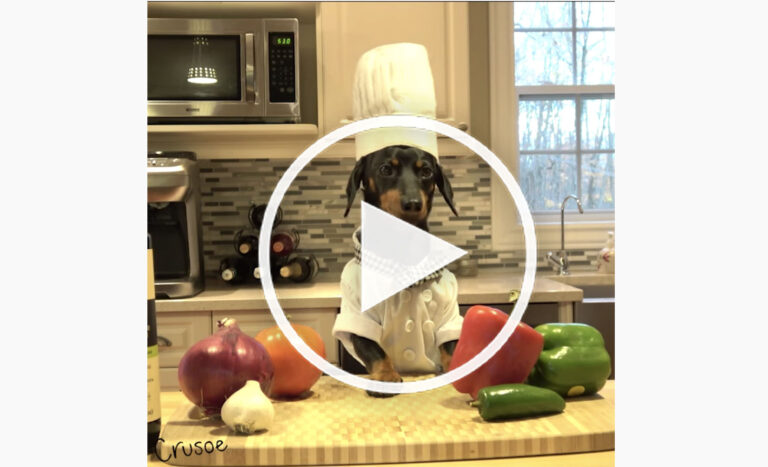 funny Dachshund video