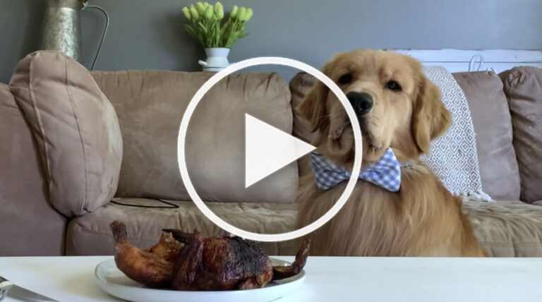 golden retriever video