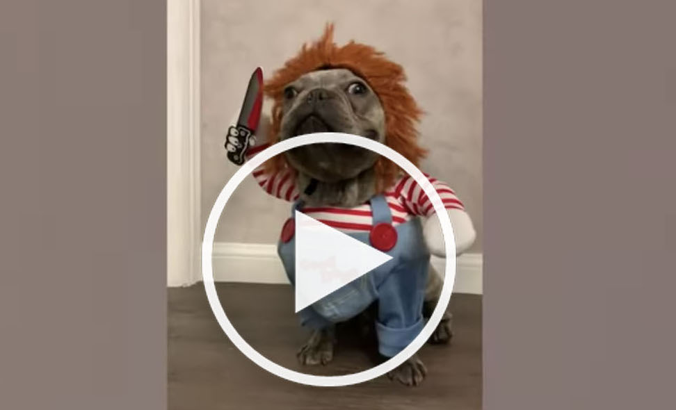 halloween dog costume