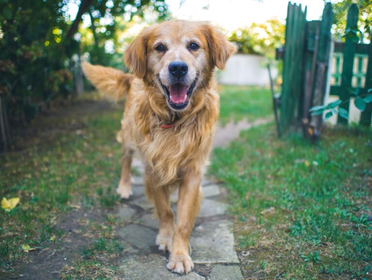 cbd oil for dogs