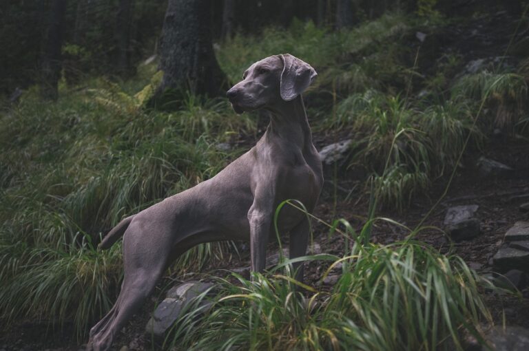 probiotics for dogs