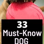 First Time Dog Owner Tips 1