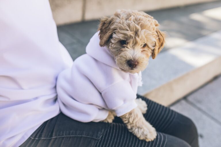 33 First Time Dog Owner Tips Every Dog Owner Should Know