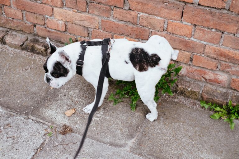How to Stop Dog from Peeing Inside: 9 Rules You’re Not Following