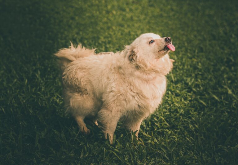 Vegetable Oil for Dogs: Good, Bad, or Dangerous Hazard?