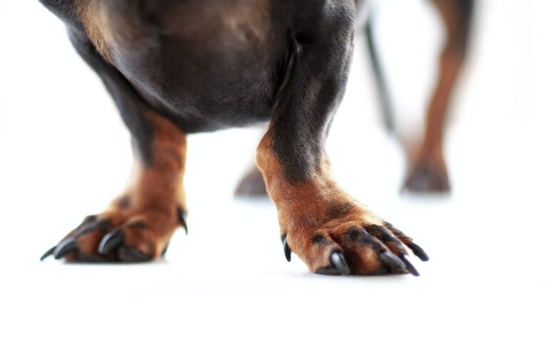 How to Stop Dog Licking Paws