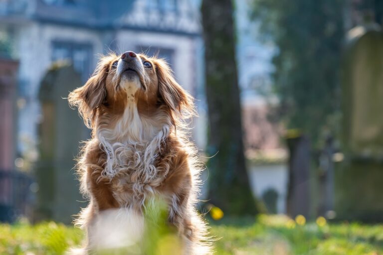 dog covid19 research