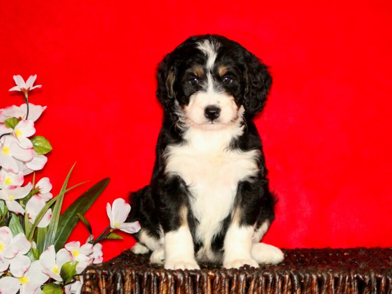 What is The Cost of a Bernedoodle?