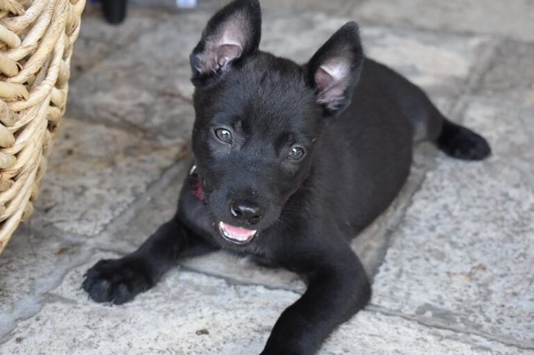 Belgian Malinois Puppies Sale