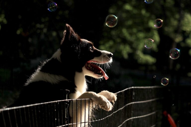 5 Best Gifts for Your Dog This Summer 5 Best Gifts for Your Dog This Summer