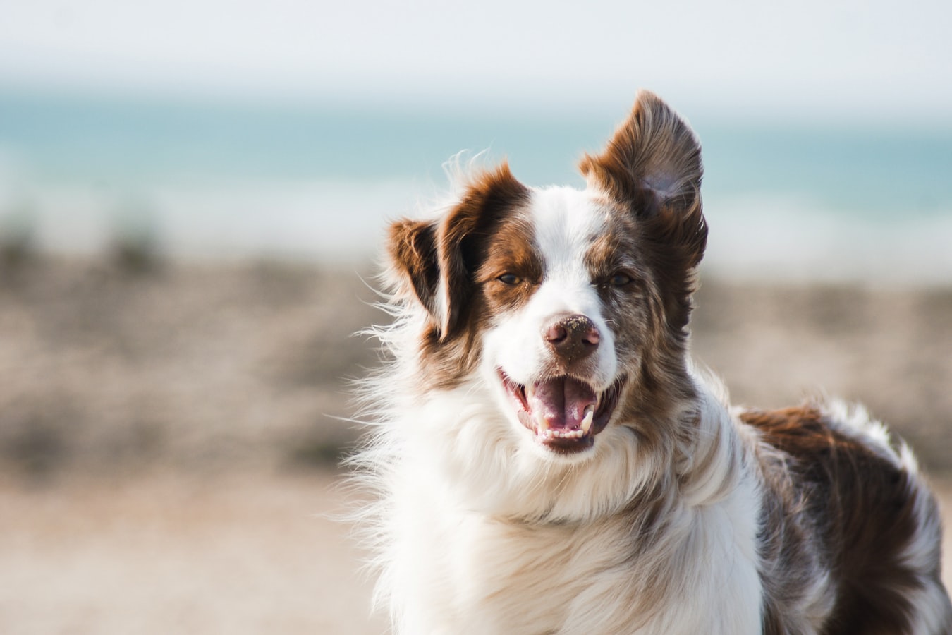 Lignan for dogs