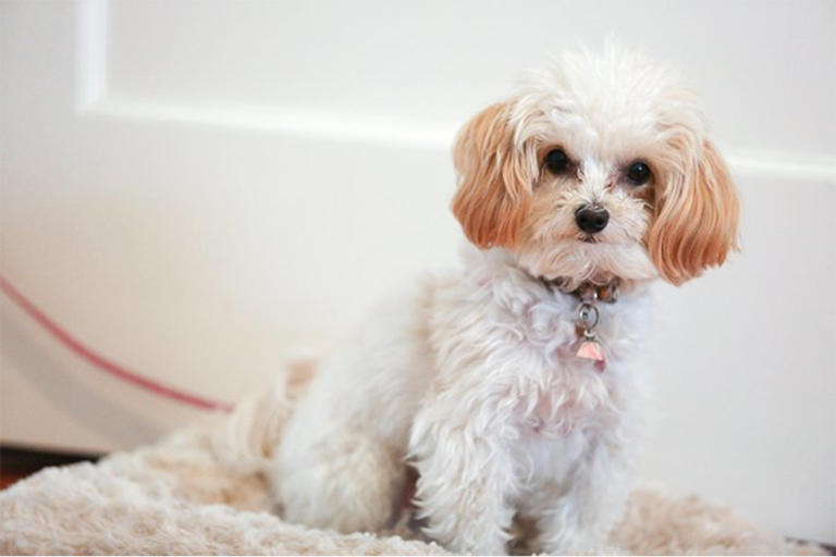 12 Reasons Why a Maltipoo is a Perfect Dog for Your Family