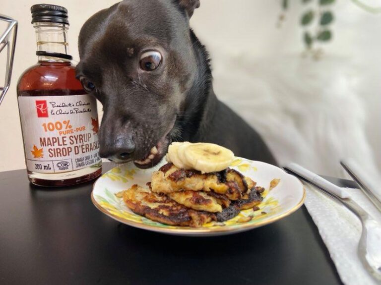 dog treat recipe dog banana pancakes