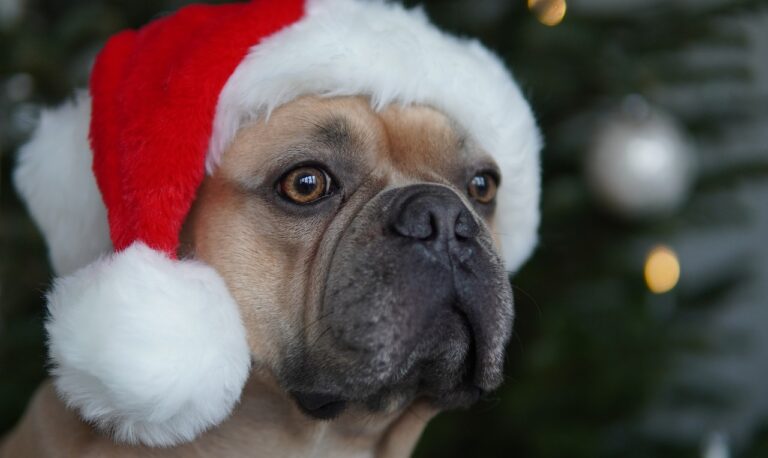 christmas gifts for dog lovers