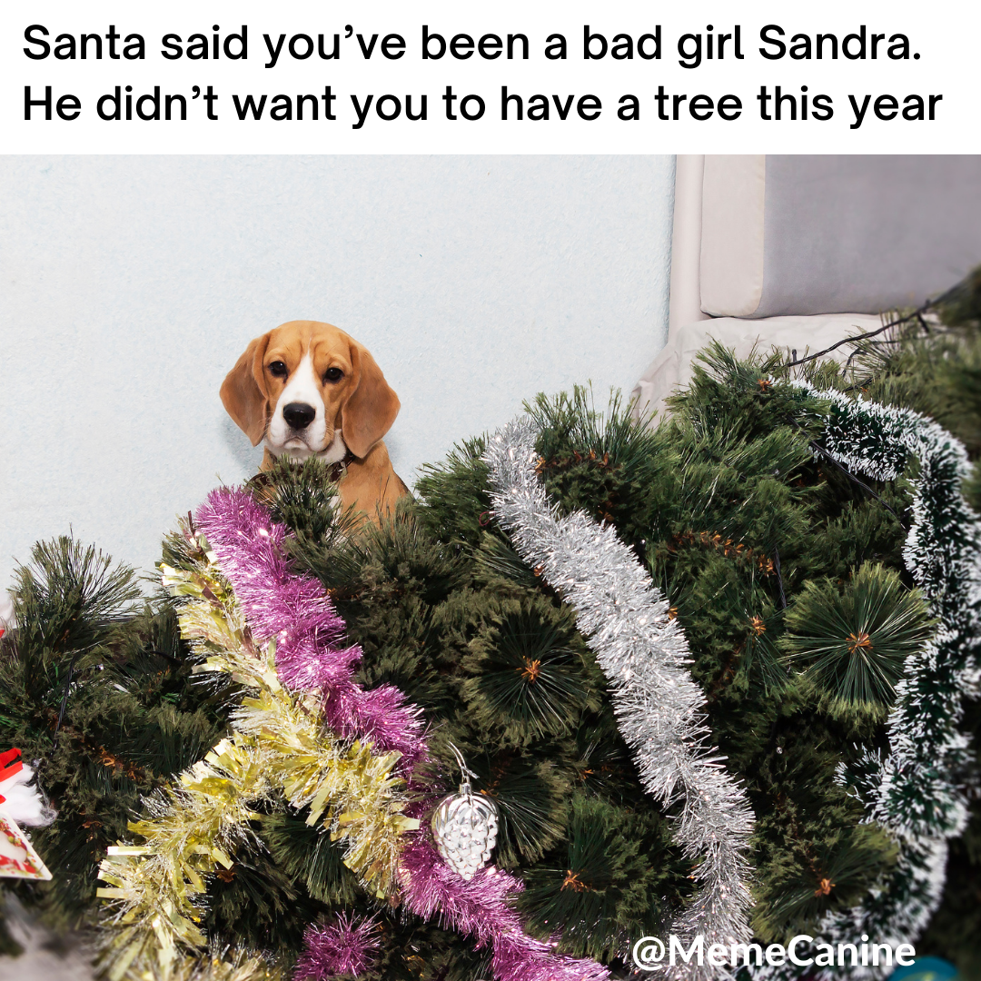dog christmas memes, funny memes