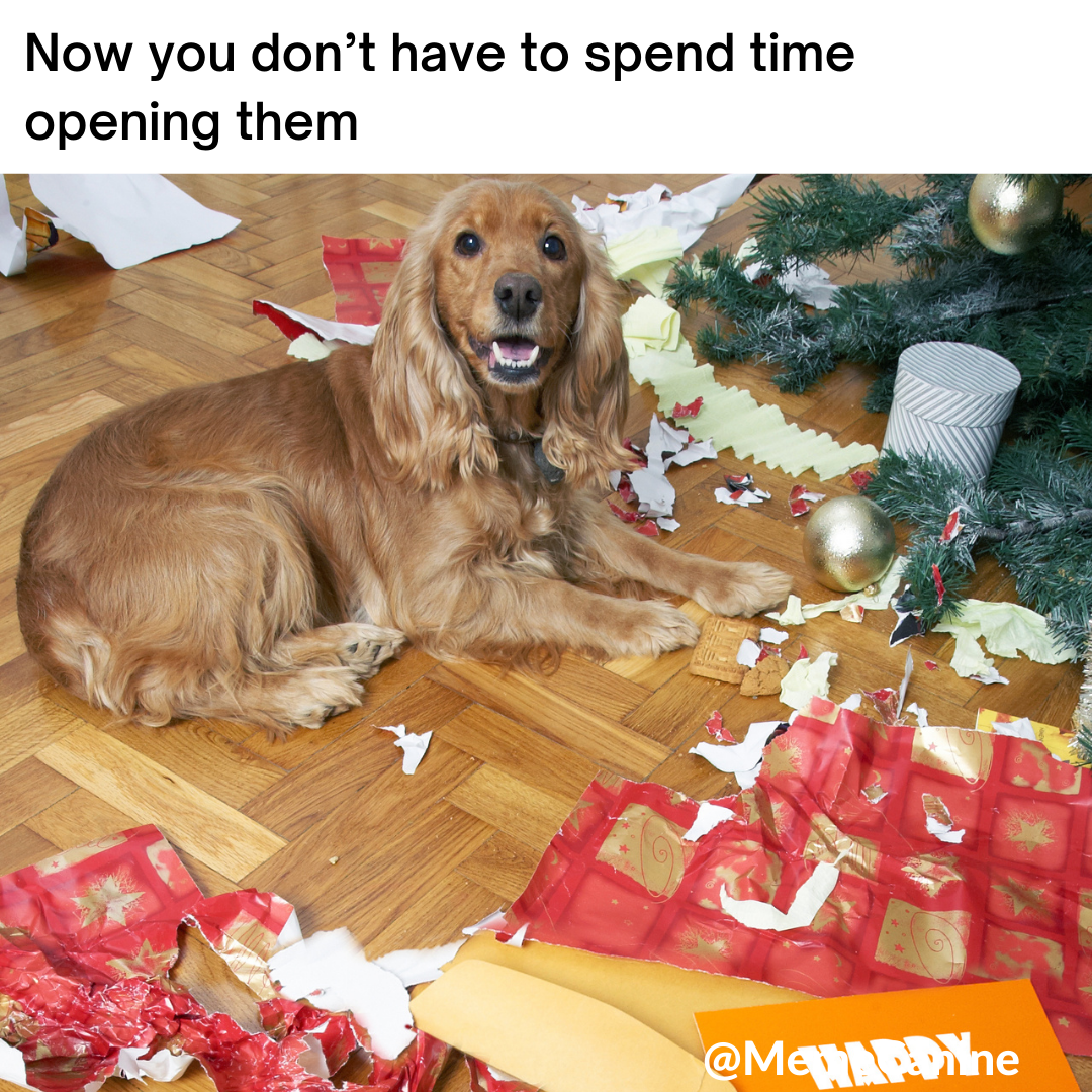 dog christmas memes, funny memes