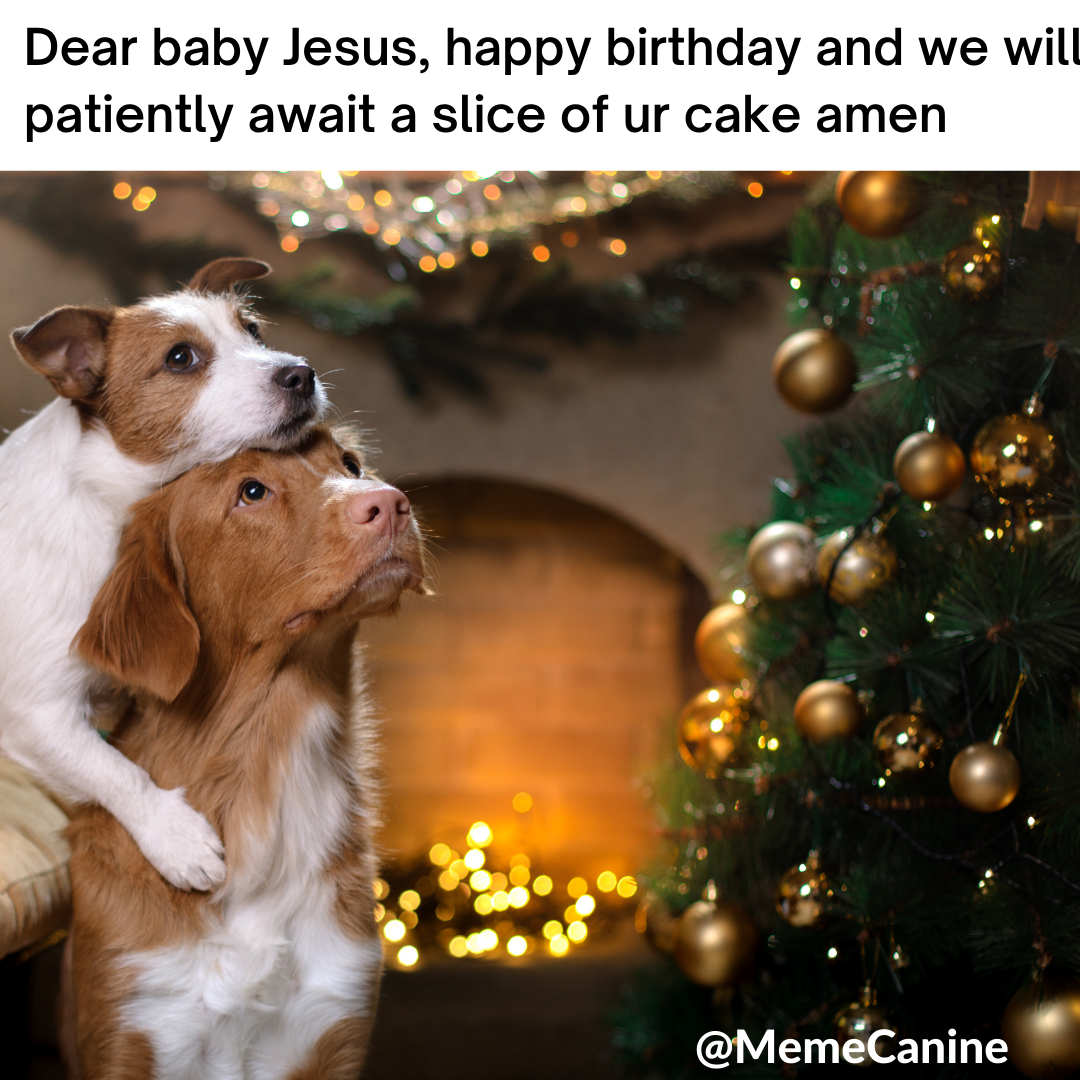 dog christmas memes, funny memes