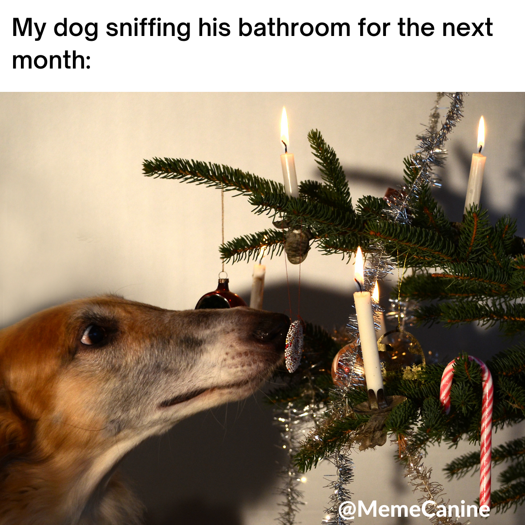 dog christmas memes, funny memes