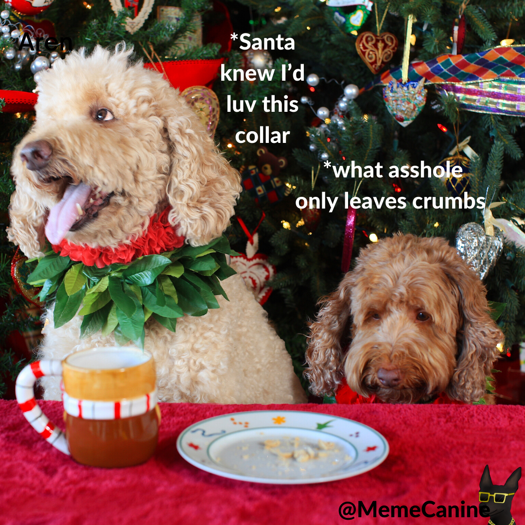 dog christmas memes, funny memes