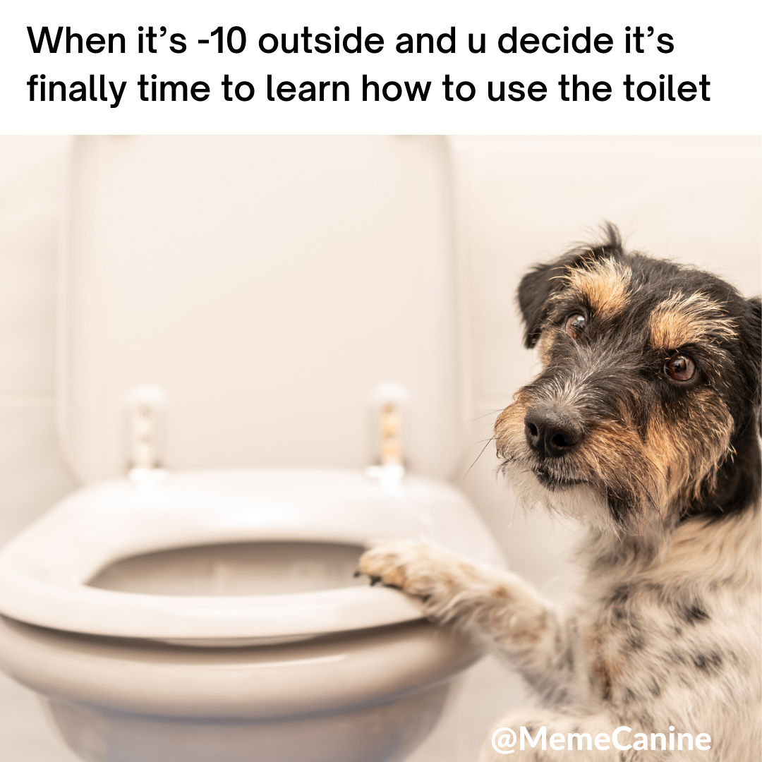 dog christmas memes, funny memes