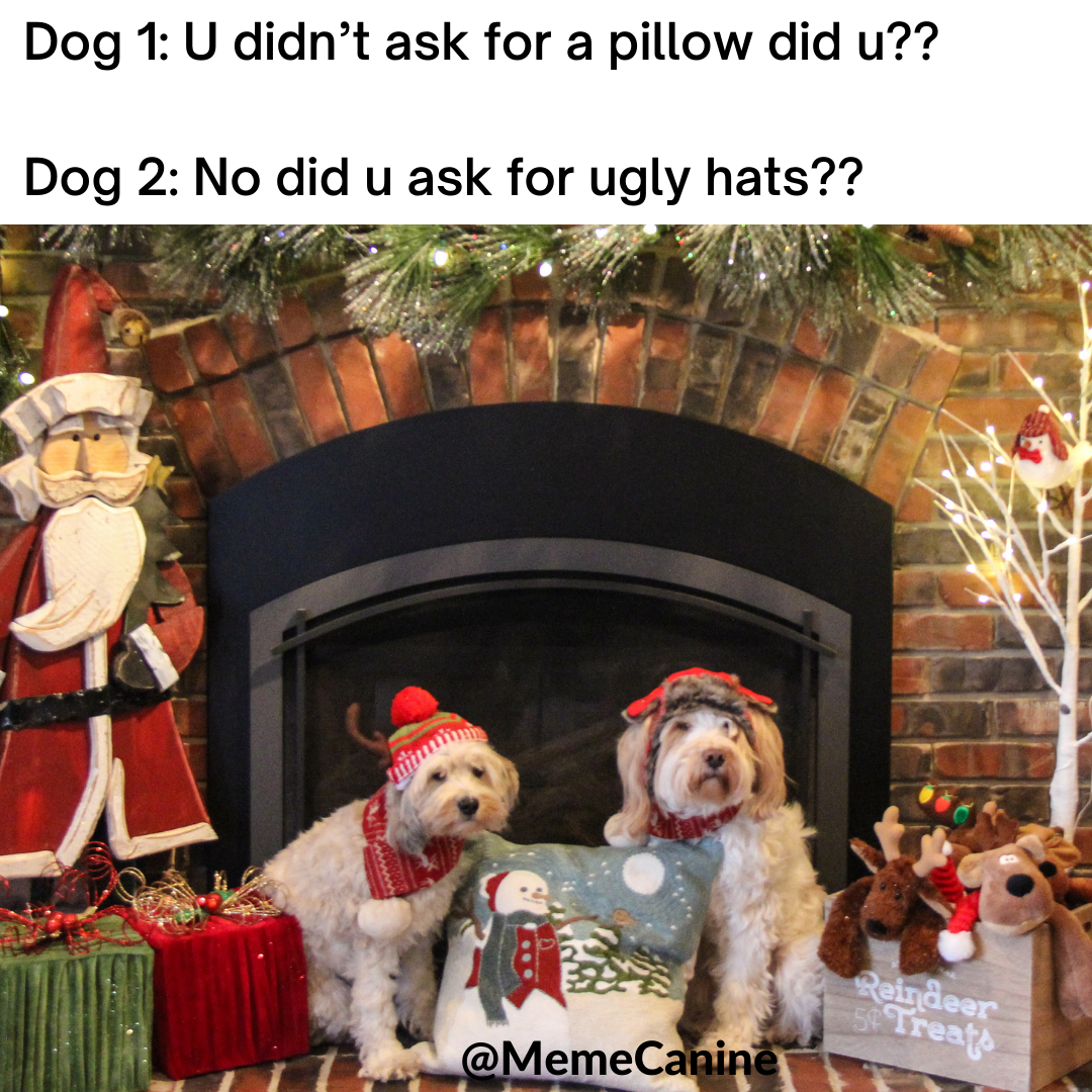 dog christmas memes, funny memes