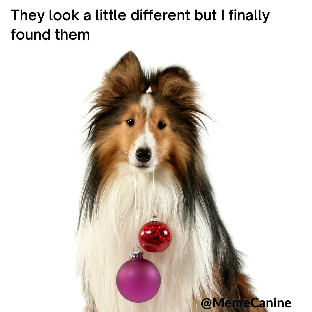 dog christmas memes, funny memes