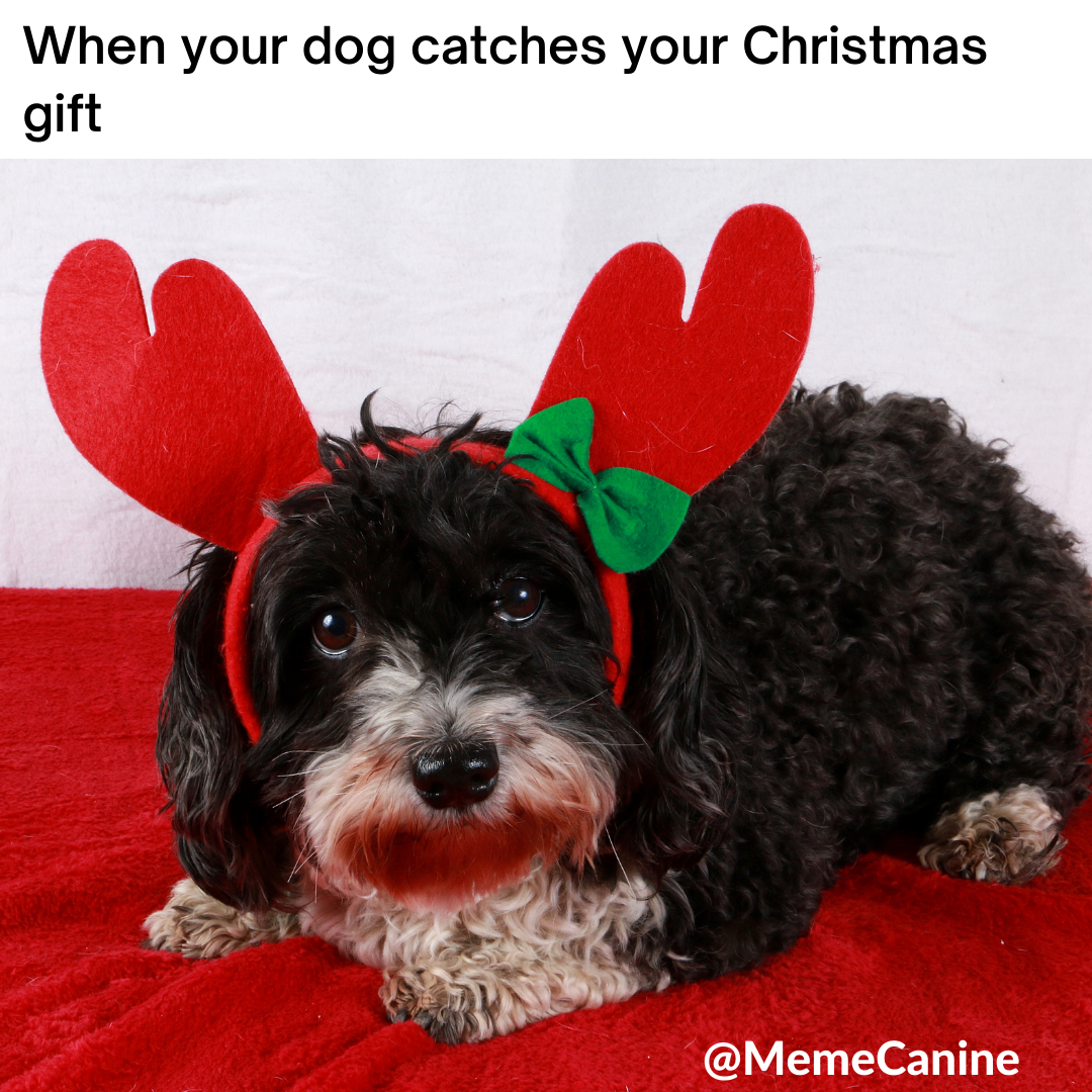 dog christmas memes, funny memes