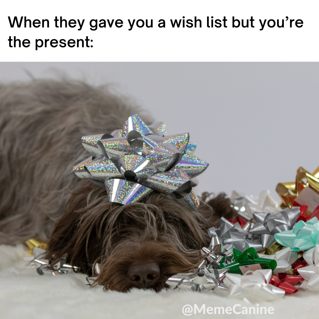 dog christmas memes, funny memes